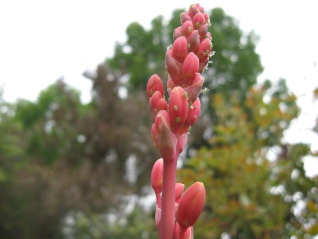 Photo of Red Yucca (Hesperaloe parviflora) uploaded by wcgypsy