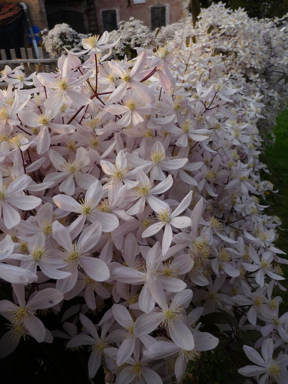 Photo of Clematis (Clematis armandii 'Apple Blossom') uploaded by xeronema