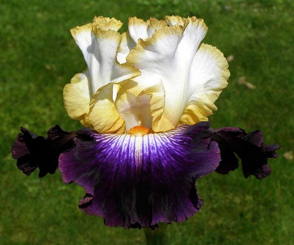 Photo of Tall Bearded Iris (Iris 'Top Shot') uploaded by Calif_Sue