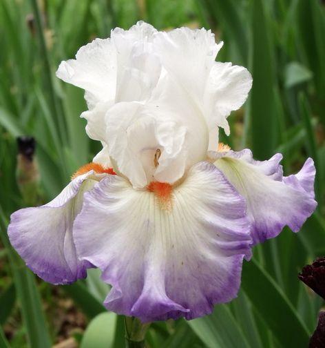 Photo of Tall Bearded Iris (Iris 'Restless Heart') uploaded by Ladylovingdove