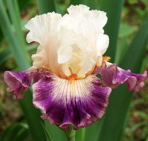 Photo of Tall Bearded Iris (Iris 'Pop Idol') uploaded by Ladylovingdove