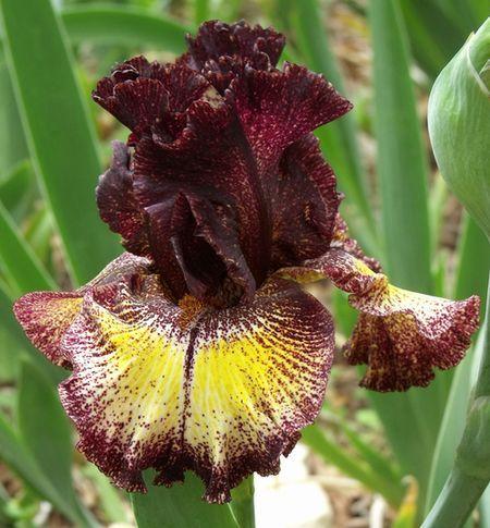Photo of Tall Bearded Iris (Iris 'Sorbonne') uploaded by Ladylovingdove