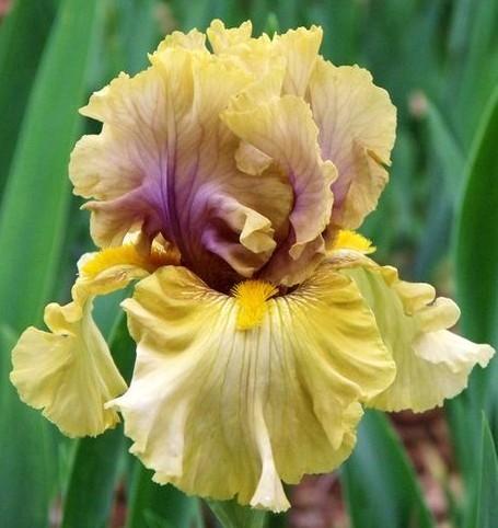 Photo of Tall Bearded Iris (Iris 'Secret Rites') uploaded by Ladylovingdove