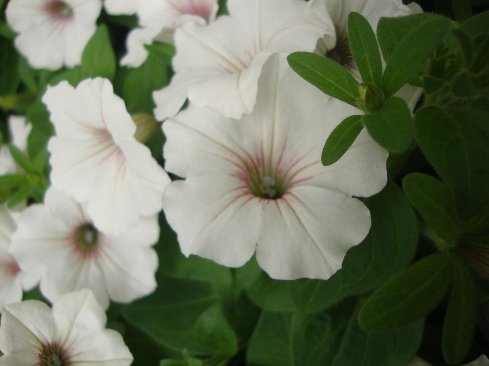 Photo of Multiflora Spreading/Trailing Petunia (Petunia Supertunia® Vista Silverberry) uploaded by Paul2032