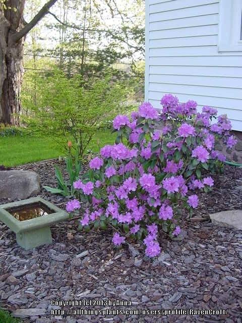 Photo of Rhododendron 'Purple Gem' uploaded by RavenCroft