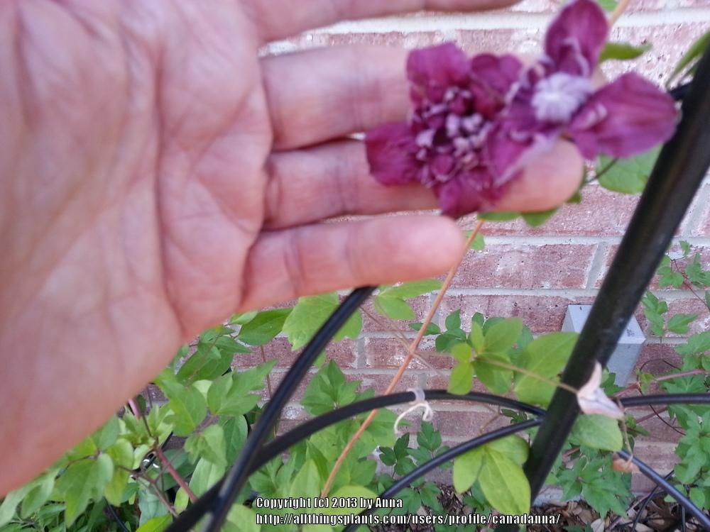 Photo of Clematis (Clematis viticella 'Purpurea Plena Elegans') uploaded by canadanna