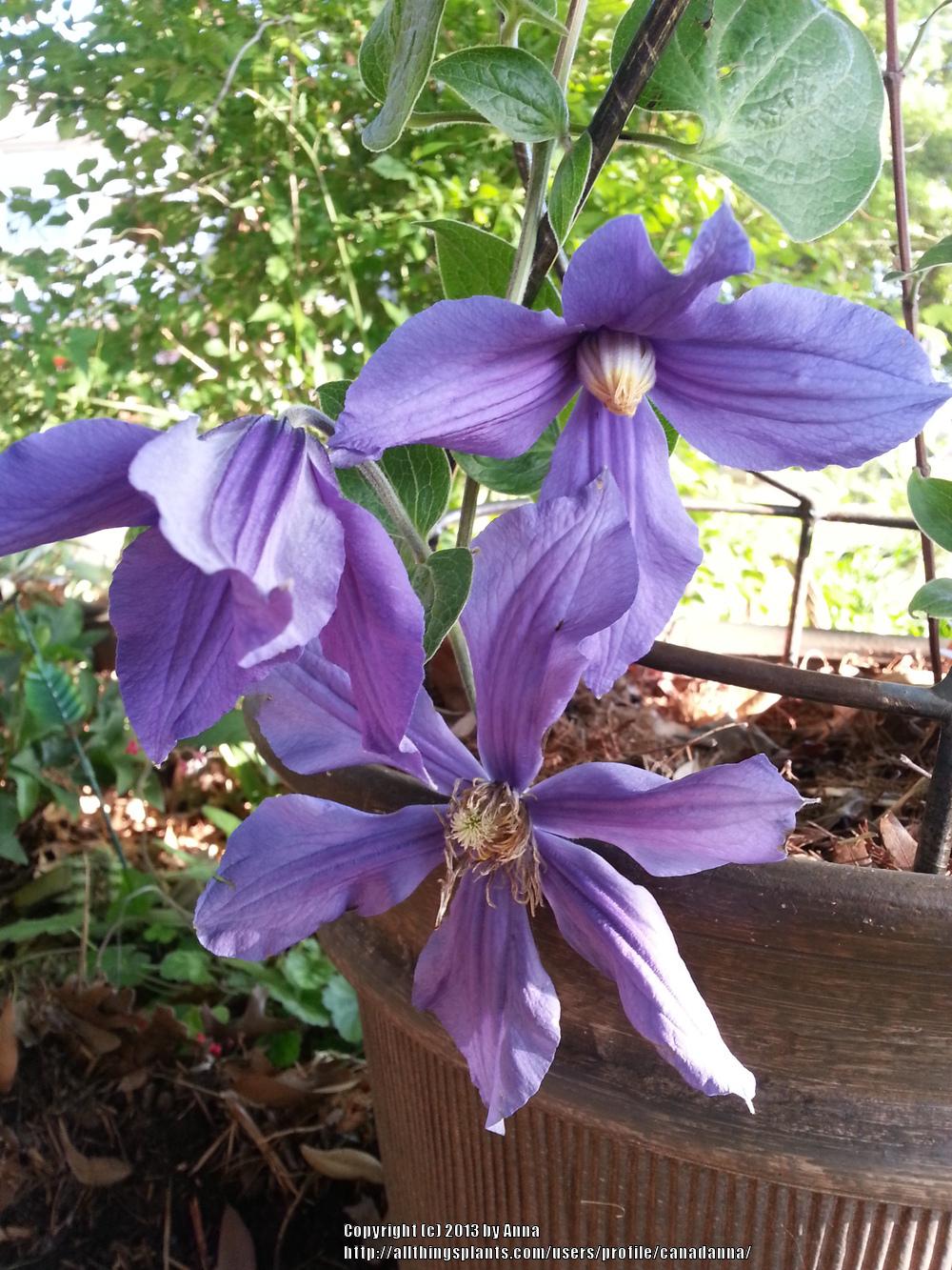 Photo of Clematis (Clematis durandii) uploaded by canadanna