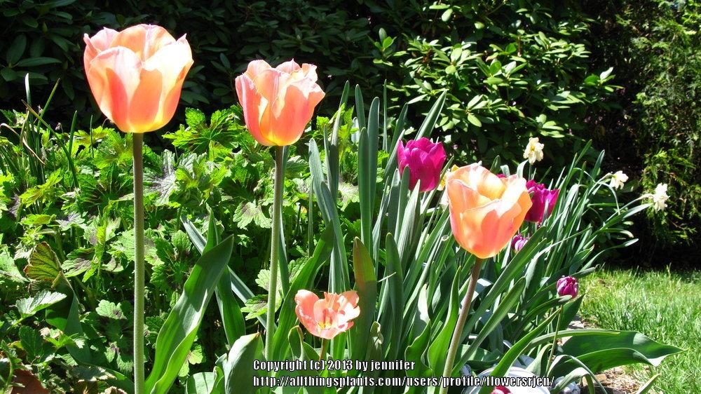 Photo of Tulips (Tulipa) uploaded by flowersrjen