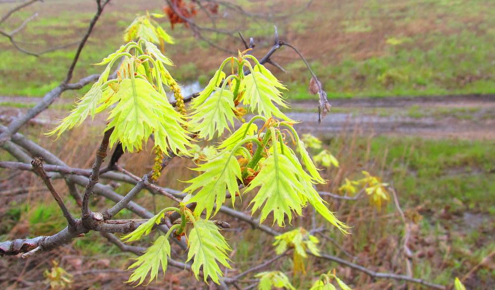 Photo of Black Oak (Quercus velutina) uploaded by jmorth