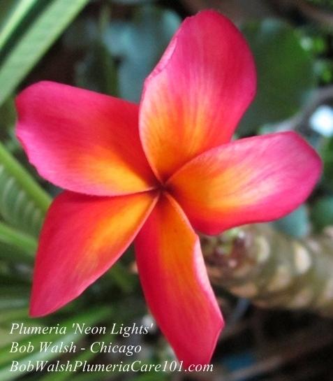 Photo of Plumeria (Plumeria rubra 'Neon Lights') uploaded by BobWalshPlumeriaBook