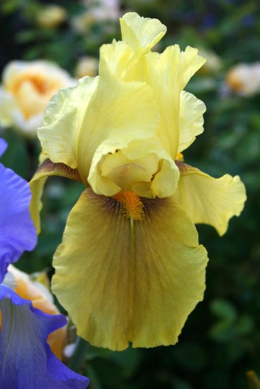 Photo of Tall Bearded Iris (Iris 'Bayberry Candle') uploaded by Calif_Sue