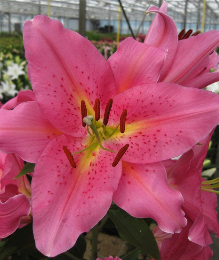 Photo of Lily (Lilium 'Fatal Beauty') uploaded by Calif_Sue