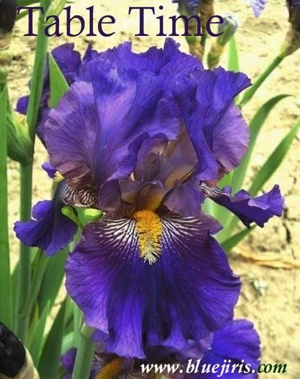 Photo of Tall Bearded Iris (Iris 'Table Time') uploaded by Calif_Sue