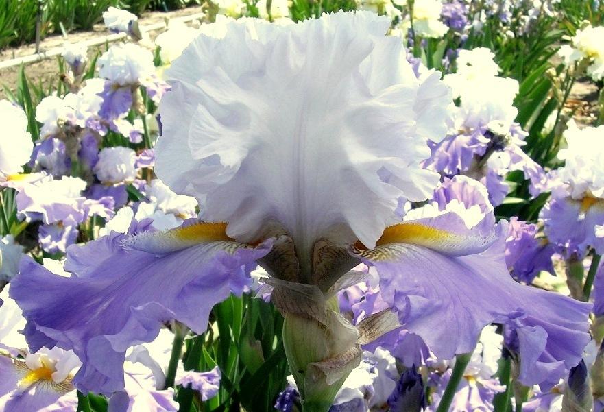 Photo of Tall Bearded Iris (Iris 'Sweet Serenity') uploaded by Calif_Sue