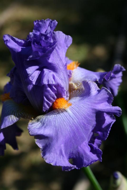 Photo of Tall Bearded Iris (Iris 'Hawaiian Rain') uploaded by Calif_Sue