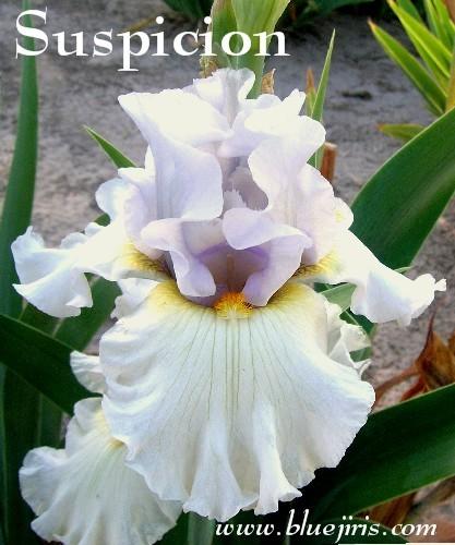 Photo of Tall Bearded Iris (Iris 'Suspicion') uploaded by Calif_Sue