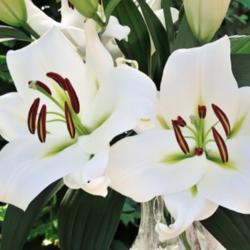 
Photo courtesy of B&D Lilies, Used with Permission