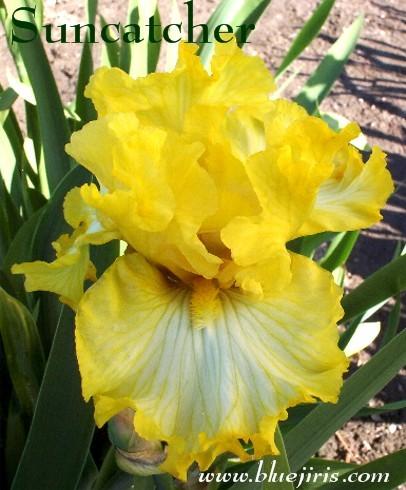 Photo of Tall Bearded Iris (Iris 'Suncatcher') uploaded by Calif_Sue
