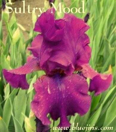 Photo of Tall Bearded Iris (Iris 'Sultry Mood') uploaded by Calif_Sue