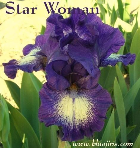 Photo of Intermediate Bearded Iris (Iris 'Starwoman') uploaded by Calif_Sue