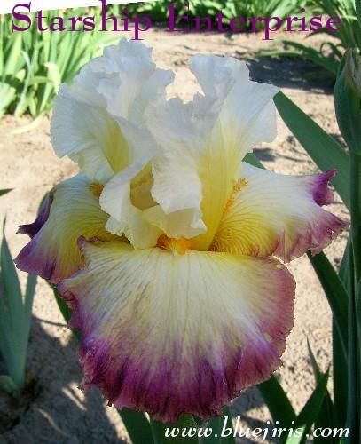 Photo of Tall Bearded Iris (Iris 'Starship Enterprise') uploaded by Calif_Sue