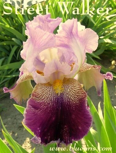 Photo of Tall Bearded Iris (Iris 'Street Walker') uploaded by Calif_Sue