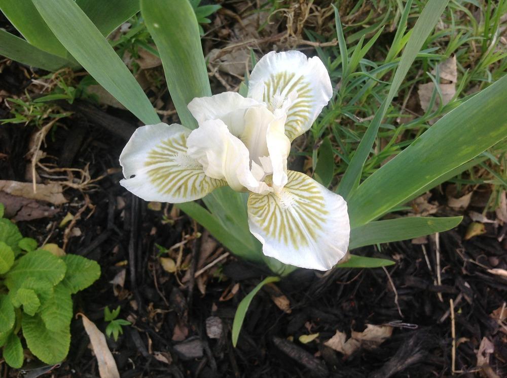 Photo of Standard Dwarf Bearded Iris (Iris 'Snow Tree') uploaded by Lilydaydreamer