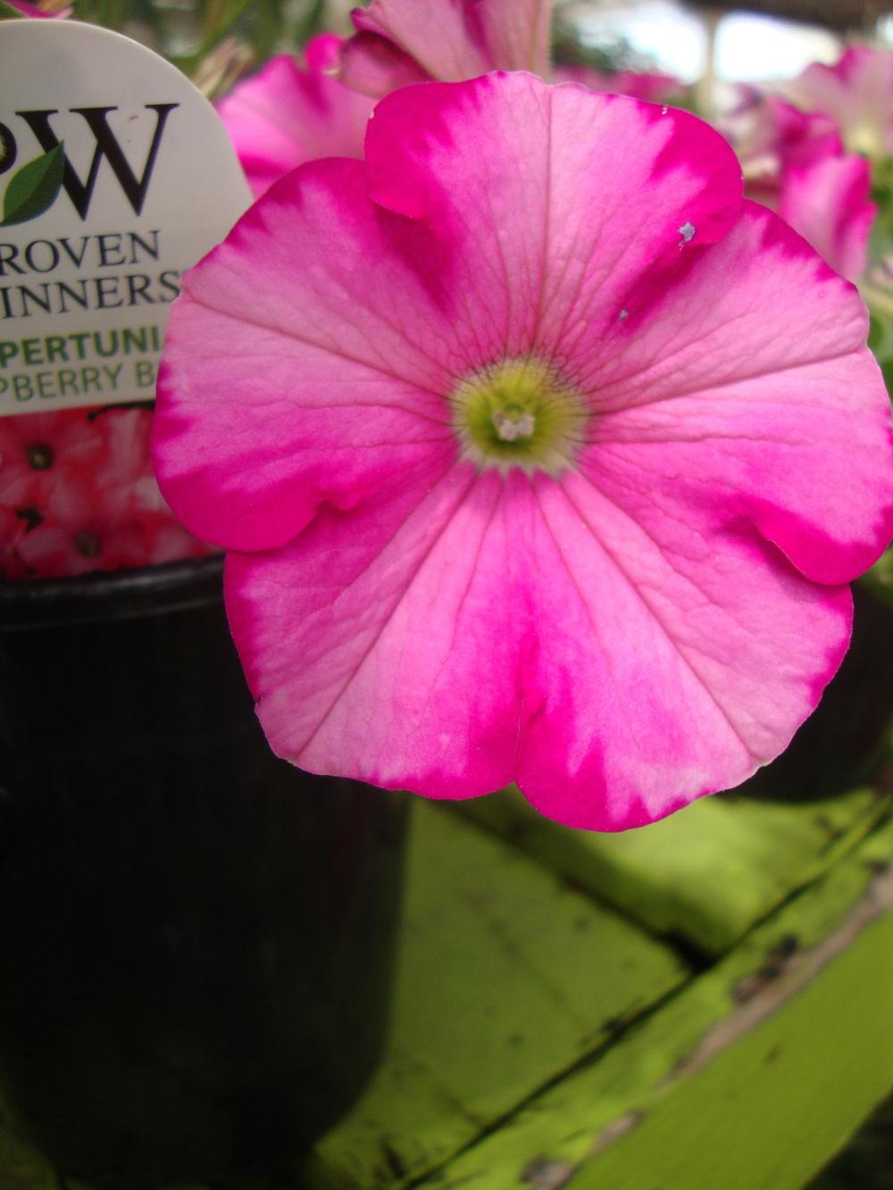 Photo of Multiflora Spreading/Trailing Petunia (Petunia Supertunia® Raspberry Blast) uploaded by Paul2032