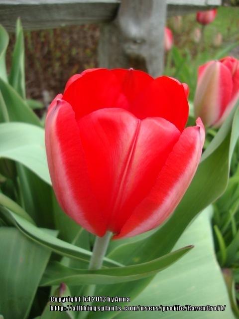 Photo of Darwin Hybrid Tulip (Tulipa 'Red Impression') uploaded by RavenCroft