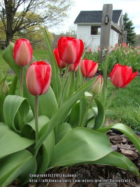 Photo of Darwin Hybrid Tulip (Tulipa 'Red Impression') uploaded by RavenCroft