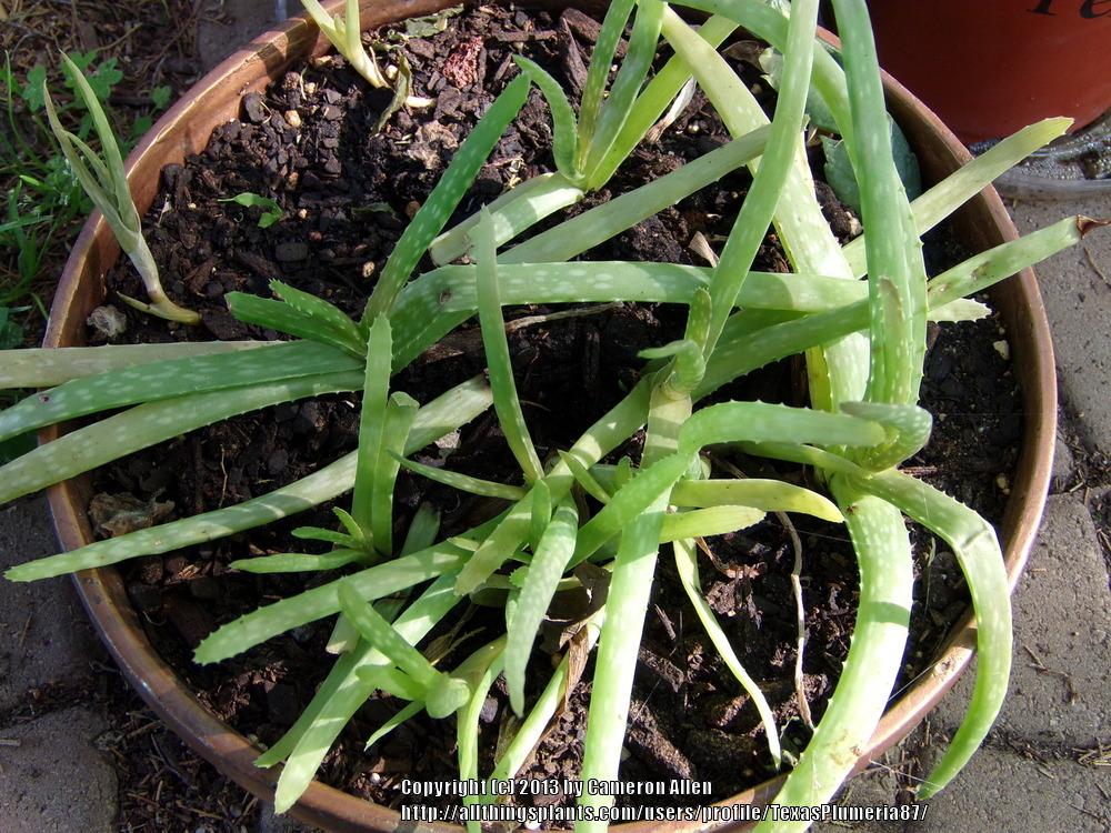 Photo of Aloe Vera (Aloe vera) uploaded by TexasPlumeria87