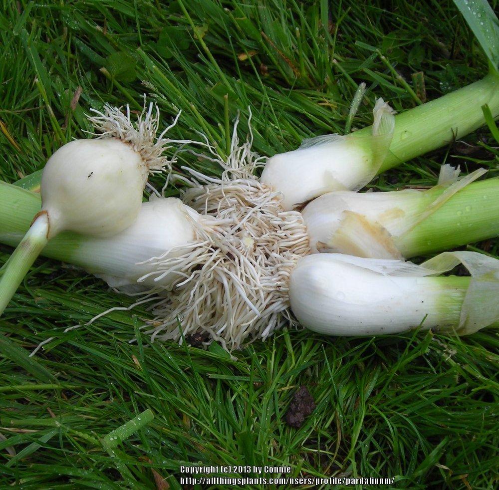 Photo of Elephant Garlic (Allium ampeloprasum) uploaded by pardalinum