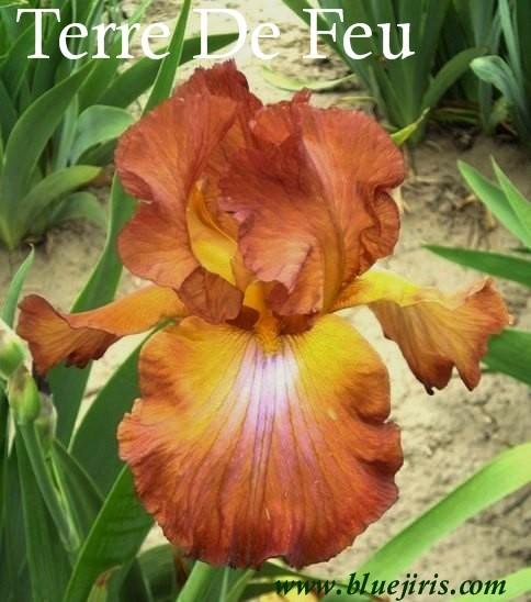 Photo of Tall Bearded Iris (Iris 'Terre de Feu') uploaded by Calif_Sue