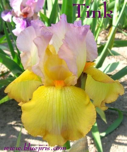 Photo of Border Bearded Iris (Iris 'Tink') uploaded by Calif_Sue