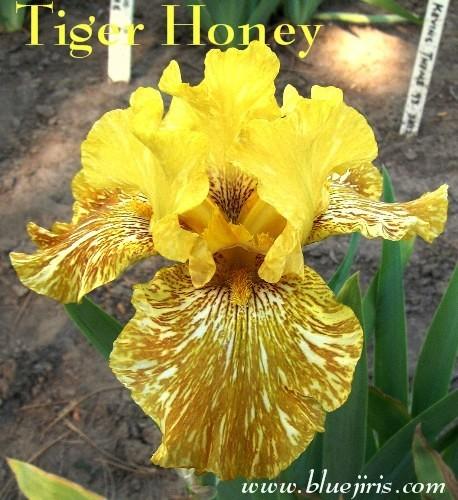 Photo of Tall Bearded Iris (Iris 'Tiger Honey') uploaded by Calif_Sue