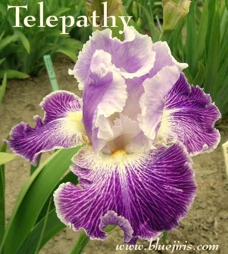 Photo of Tall Bearded Iris (Iris 'Telepathy') uploaded by Calif_Sue