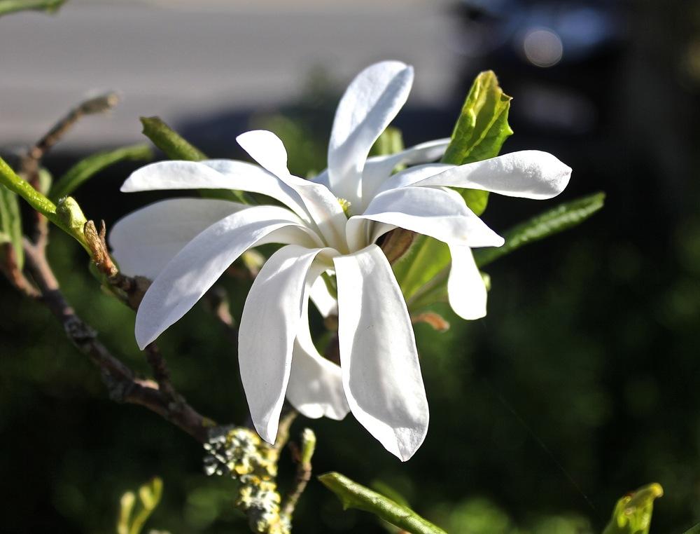 Photo of Star Magnolia (Magnolia stellata) uploaded by NEILMUIR1