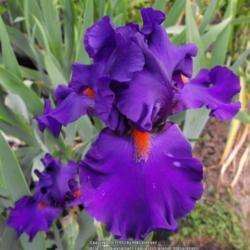 Location: Hidden Hills CA
Date: 2013-05-01
Spots in my zoe 10 garden but the color is so deep and velvety