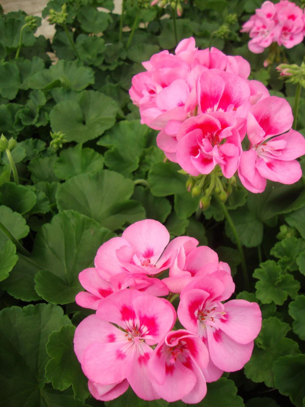 Photo of Zonal Geranium (Pelargonium x hortorum Allure™ Light Pink) uploaded by Paul2032
