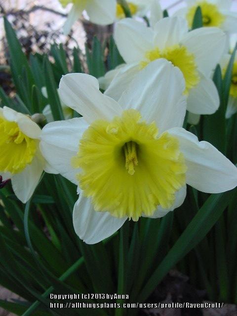 Photo of Large-Cupped Daffodil (Narcissus 'Ice Follies') uploaded by RavenCroft