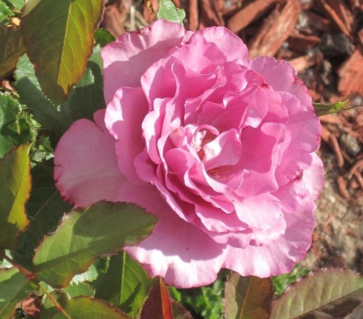 Photo of Rose (Rosa 'Singin' the Blues') uploaded by Skiekitty