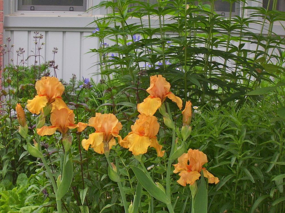 Photo of Tall Bearded Iris (Iris 'Savannah Sunset') uploaded by SunnyBorders