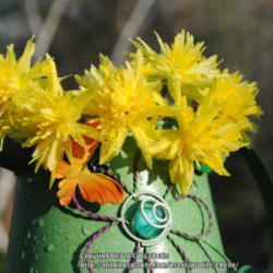 Location: My Northeastern Indiana Gardens - Zone 5b
Date: 2013-04-30
Good vase-life as cut flower.