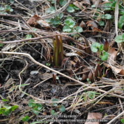 Location: My Northeastern Indiana Gardens - Zone 5b
Date: 2013-04-30
Emerging shoots of a second year plant.