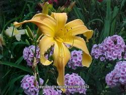 Thumb of 2013-05-01/daylily/fdf8ca