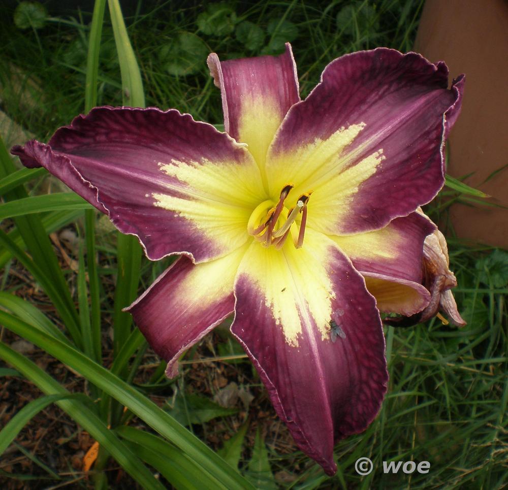 Photo of Daylily (Hemerocallis 'Fins to the Left') uploaded by mainstreet