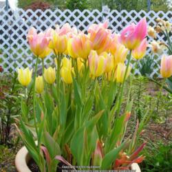 Location: Willamette Valley Oregon
Date: 2013-04-29 
I packed this container with bulbs of tulip Antoinette.