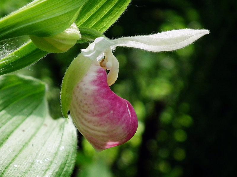 Photo of Showy Lady's Slipper Orchid (Cypripedium reginae) uploaded by robertduval14