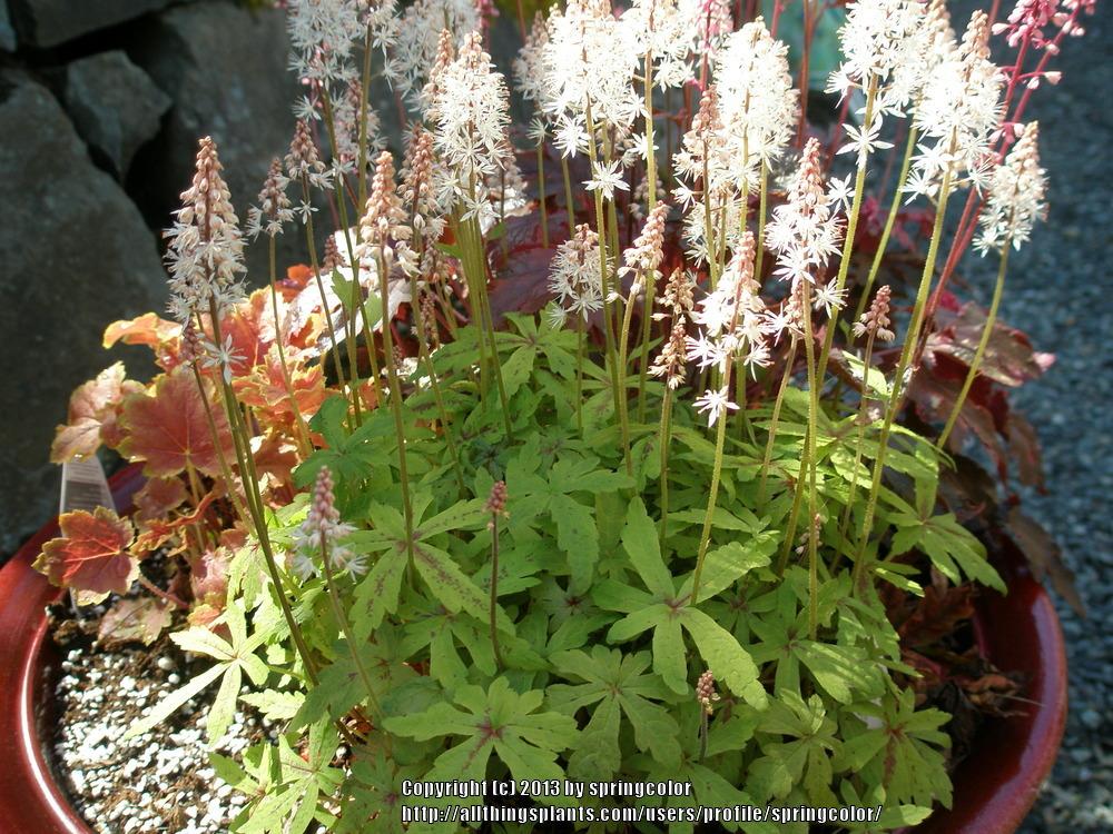 Photo of Foamflower (Tiarella 'Spring Symphony') uploaded by springcolor