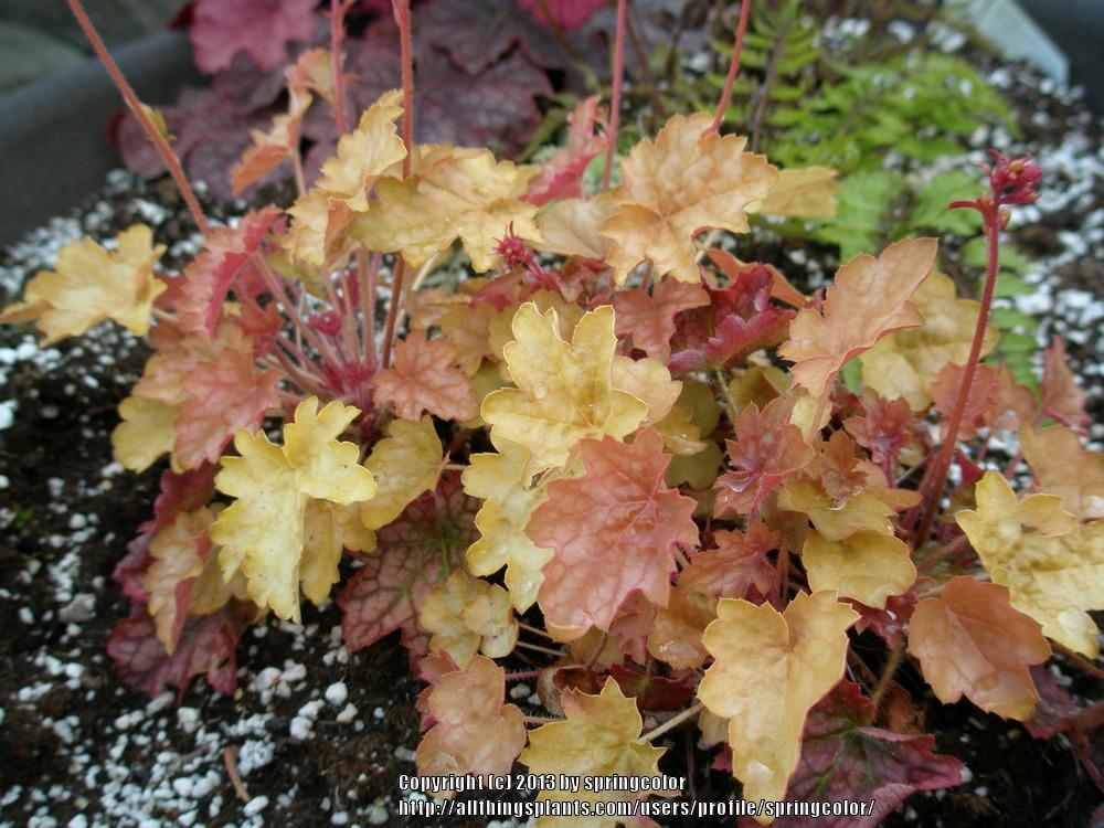Photo of Coral Bells (Heuchera americana 'Ginger Ale') uploaded by springcolor